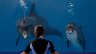 Dude Scientist Is on a Quixotic Mission to Prove Dolphins Are Dumb
